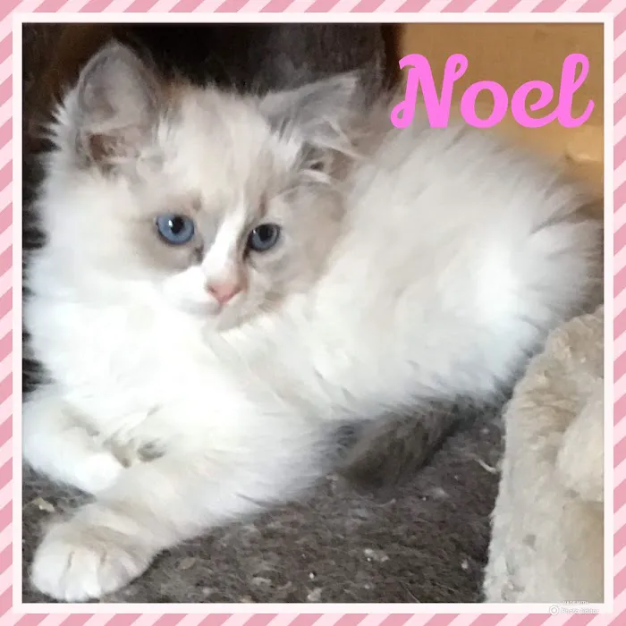 Camelot's Ragdolls Picture 3