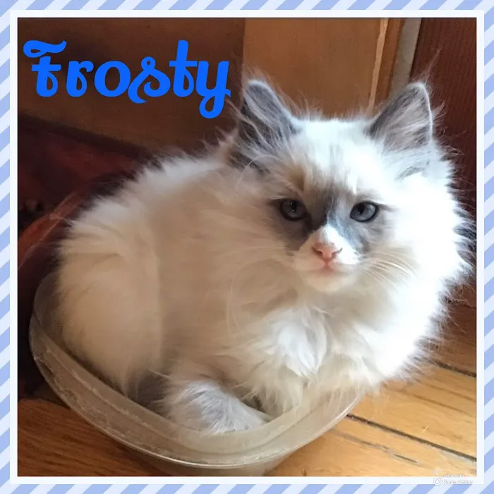 Camelot's Ragdolls Picture 4