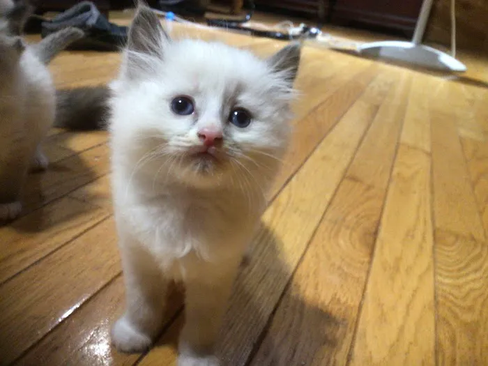 Camelot's Ragdolls Picture 8