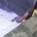 Scenic Cove Aquatics