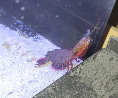 Scenic Cove Aquatics