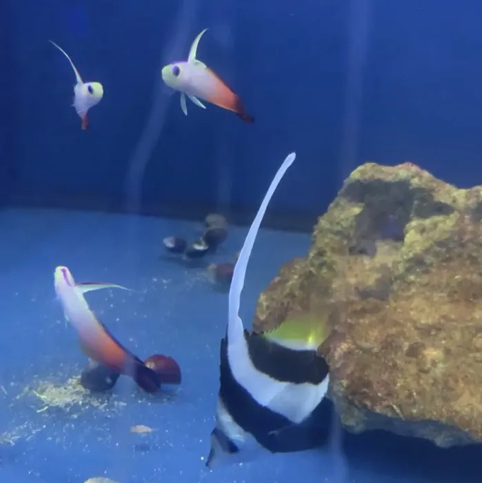 Scenic Cove Aquatics Picture 6