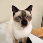 Teagues Run Veterinary Care LLC