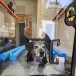 Big River Veterinary Acupuncture