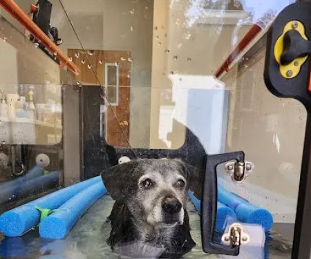Big River Veterinary Acupuncture