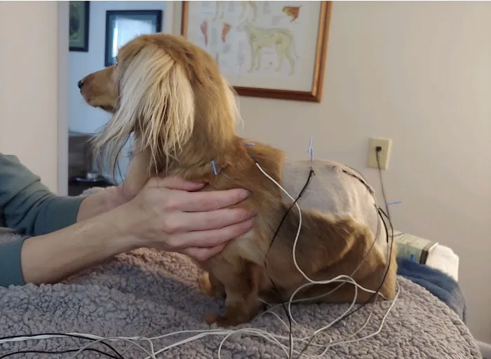 Big River Veterinary Acupuncture Picture 4