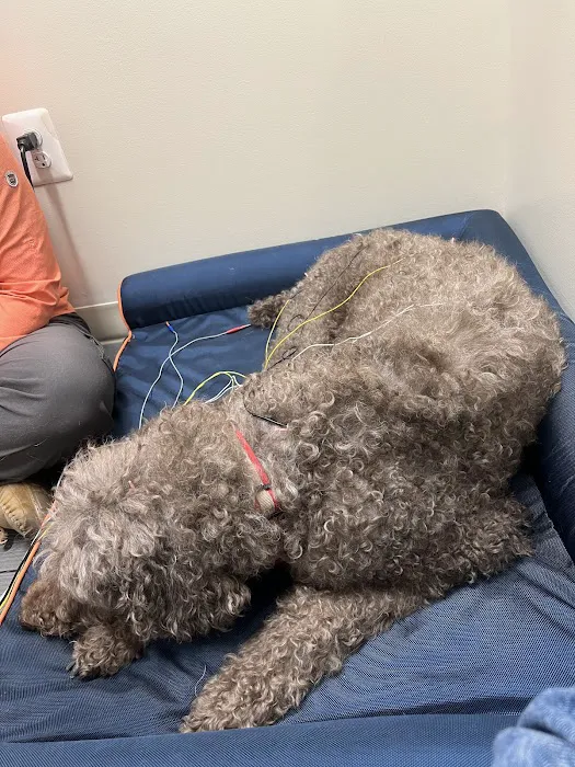 Big River Veterinary Acupuncture Picture 3
