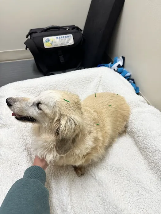 Big River Veterinary Acupuncture Picture 7