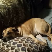 Tidewater Veterinary Hospital ico