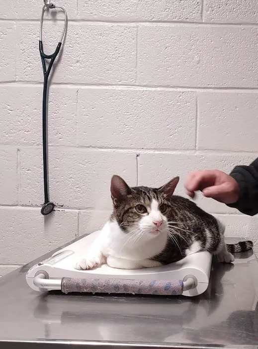Tidewater Veterinary Hospital Picture 5