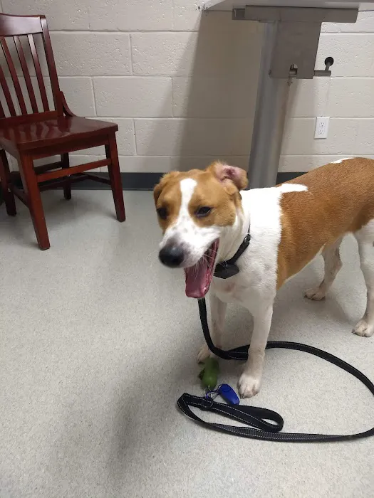 Tidewater Veterinary Hospital Picture 6