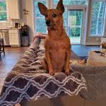 Companion Care Veterinary Hospital