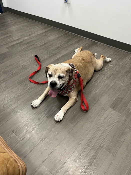 Companion Care Veterinary Hospital Picture 10