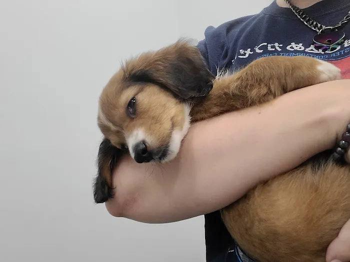 Companion Care Veterinary Hospital Picture 5