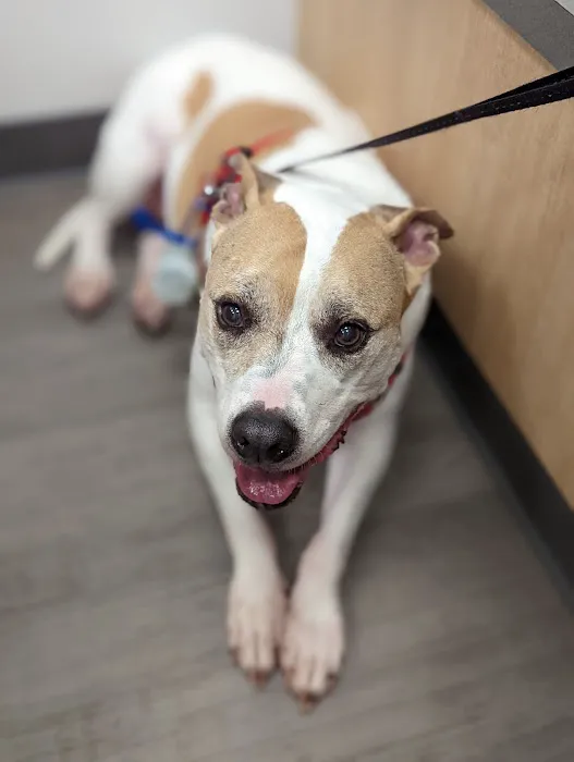 Companion Care Veterinary Hospital Picture 7
