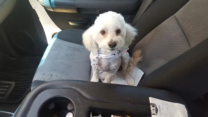Paul's Pet Grooming Shop Picture 6