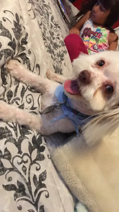 Paul's Pet Grooming Shop Picture 7