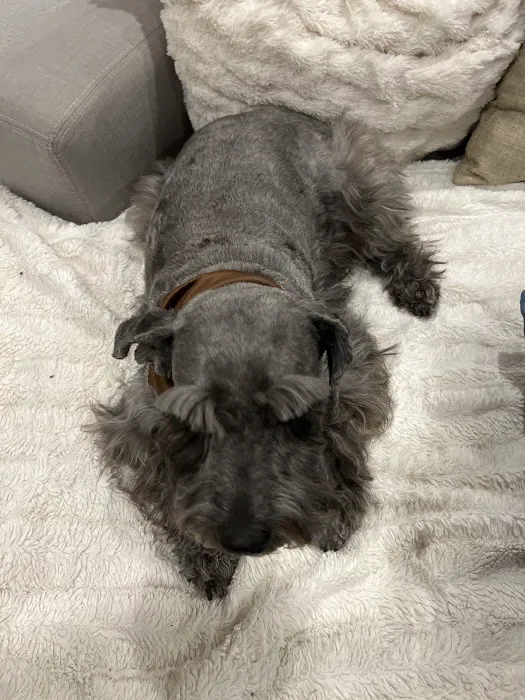 Paul's Pet Grooming Shop Picture 4