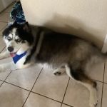 Paul's Pet Grooming Shop