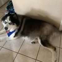 Paul's Pet Grooming Shop ico