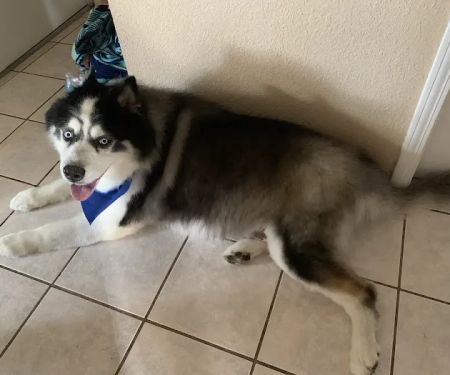 Paul's Pet Grooming Shop