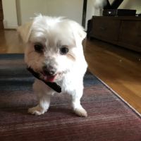 Hollin Hall Animal Hospital ico