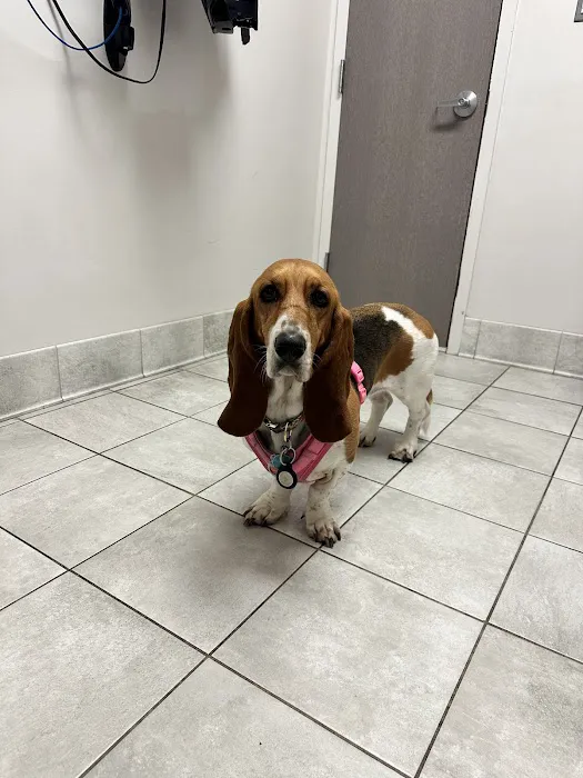 Fort Hunt Animal Hospital Picture 9