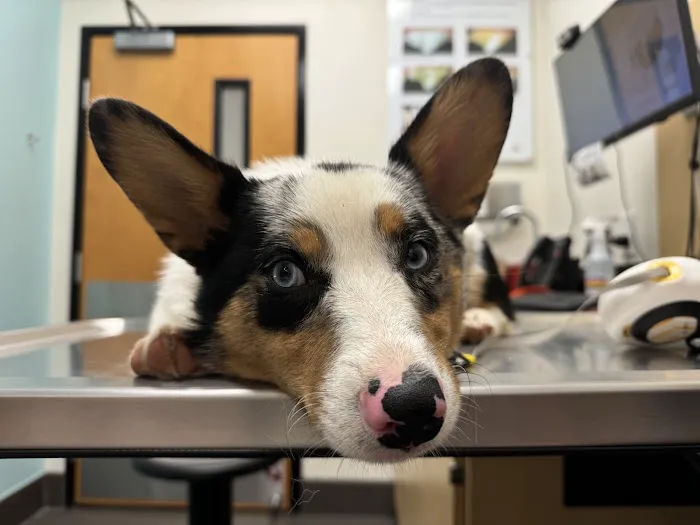 Banfield Pet Hospital Picture 7
