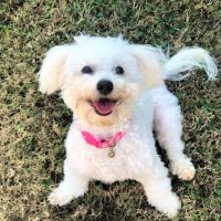 Mogul Pets ico
