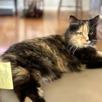 Petco ico