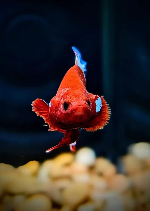 916 Aquatics Picture 4