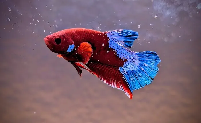 916 Aquatics Picture 3