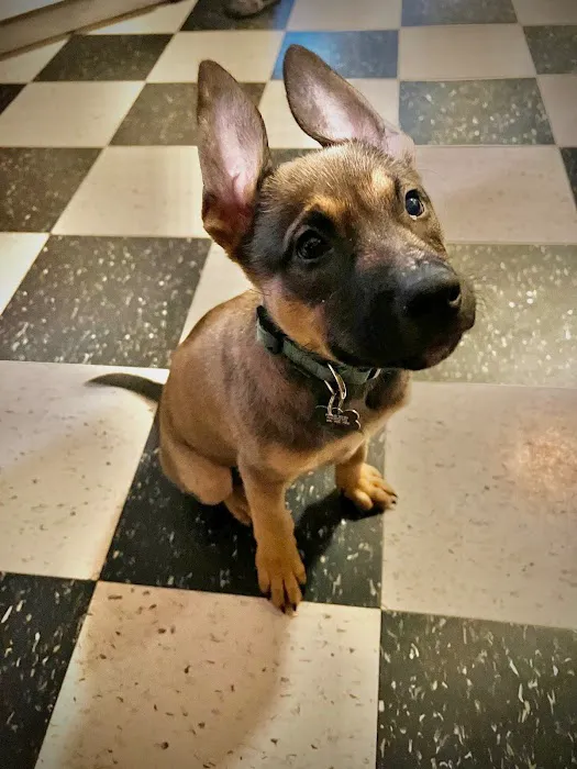 Adams Morgan Animal Hospital Picture 3