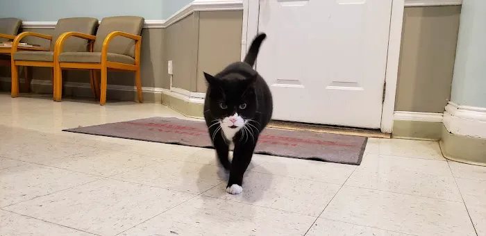 Adams Morgan Animal Hospital Picture 6