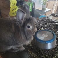 Pets To Go East ico