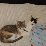 Upper East Veterinary Center