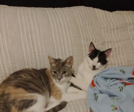 Upper East Veterinary Center
