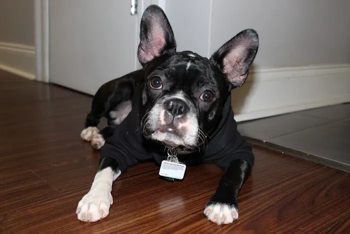 Upper East Veterinary Center Picture 2