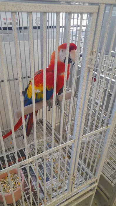 Finest Exotic Birds Picture 6
