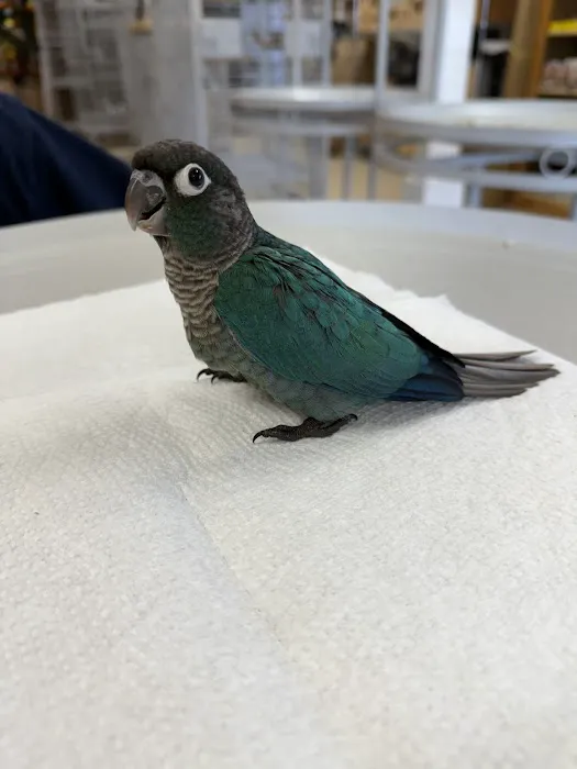 Finest Exotic Birds Picture 2