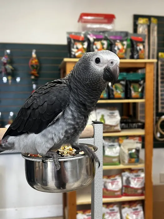 Finest Exotic Birds Picture 4