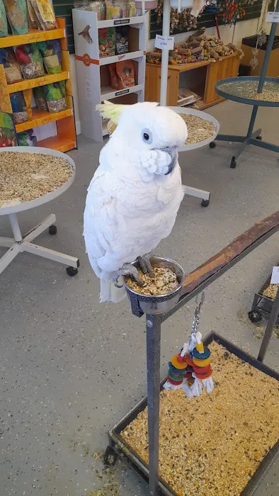 Finest Exotic Birds Picture 9