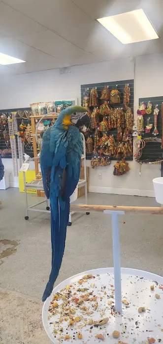 Finest Exotic Birds Picture 5