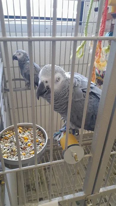Finest Exotic Birds Picture 7
