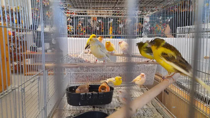 Finest Exotic Birds Picture 8