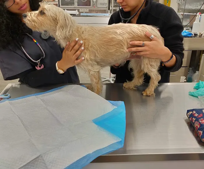 Veterinary Emergency Group Picture 8