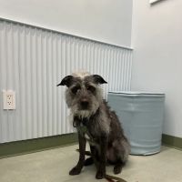 URvet Care Midtown Medical Center ico