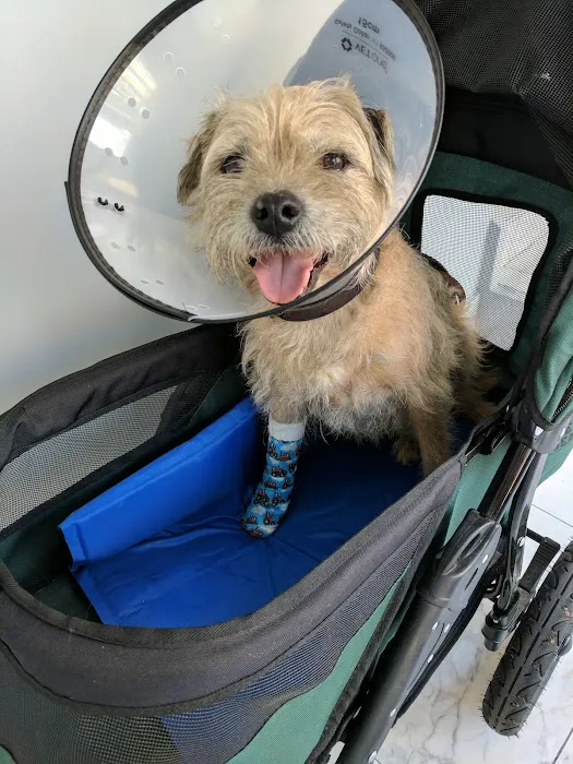 Sutton Animal Hospital Picture 2
