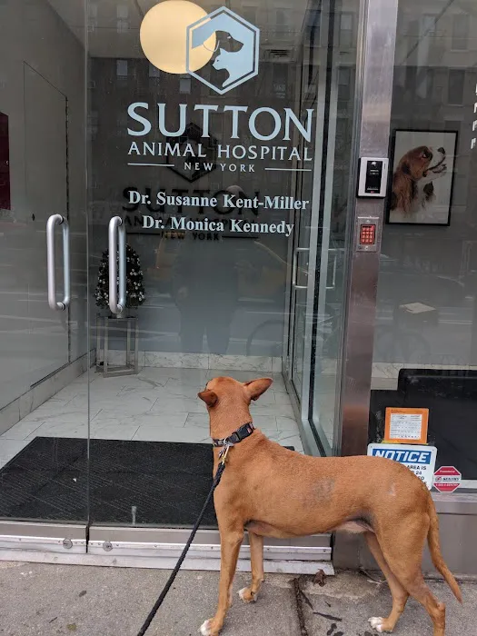 Sutton Animal Hospital Picture 3