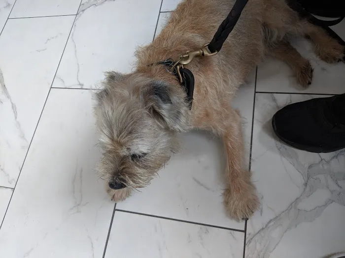 Sutton Animal Hospital Picture 4